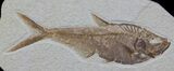 Detailed, Diplomystus Fossil Fish - Wyoming #63960-1